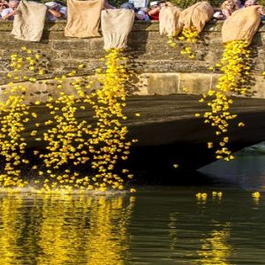 Read more about the article Duck Race – supporting Friends of Arundel Museum